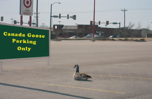 Goose