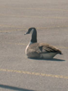 Goose